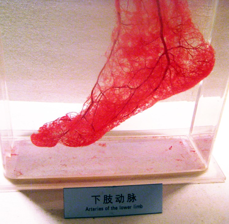 Arterije ljudskog stopala