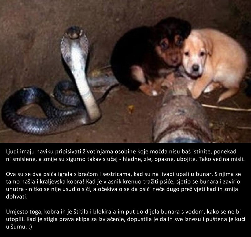 Fotografija koja je zaprepastila ljubitelje životinja, pogledajte što je kobra učinila psićima!