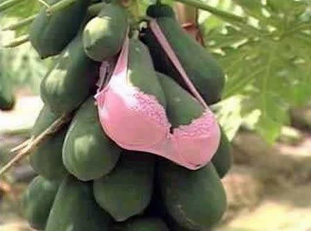 Farmeri pribjegli očajničkim rješenjima da spase papaje