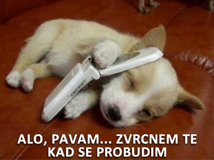 Usnuli psić ne voli raditi vikendima