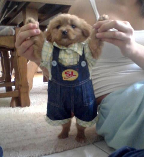 Kad nemaš dečka, a dosadno ti je, pa pas nastrada