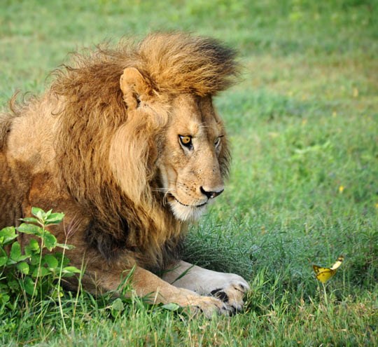 Lav šokiran leptirom