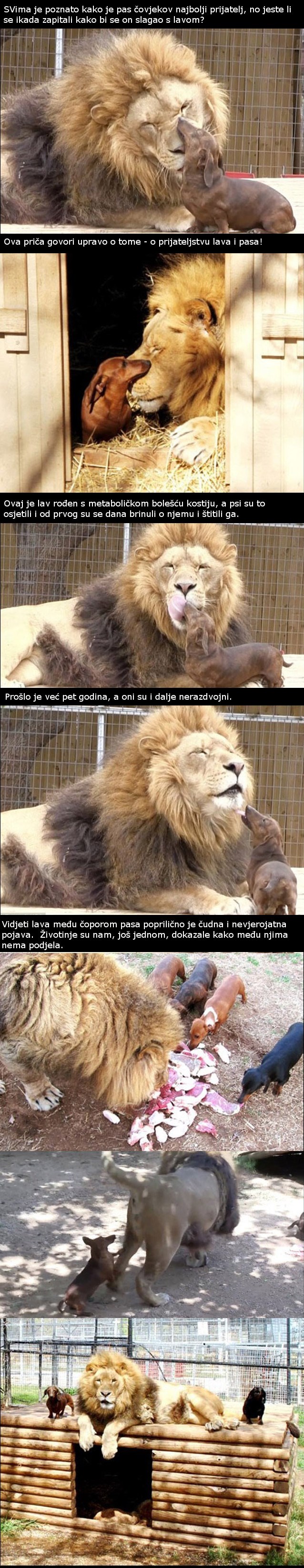 Ovaj se lav rodio bolestan, a oni su ga odlučili prihvatiti i štititi
