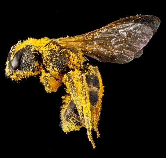 Pijana pčelica upala u pelud