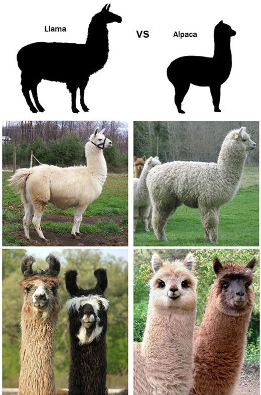 Ne budi divljak: Nauči razliku između ljame i alpake