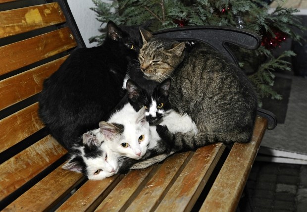 Mačje klupko na klupici spremno za spavanac