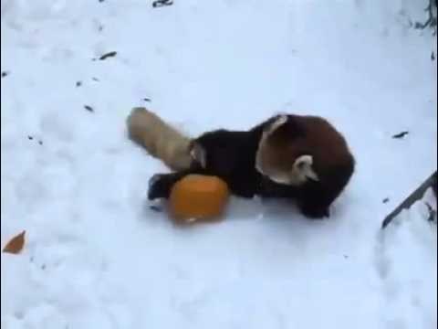 VIDEO: Žestoka borba preslatke pande