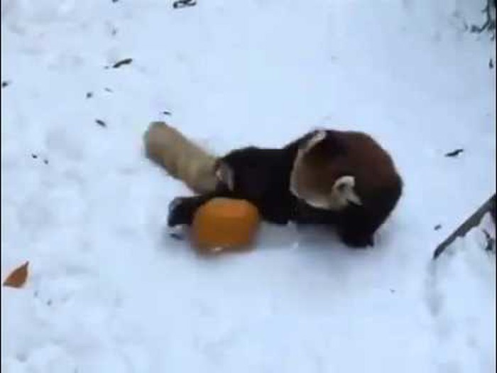 VIDEO: Žestoka borba preslatke pande