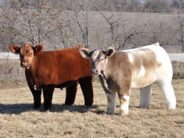 Kravice treba šamponirati i fenirati