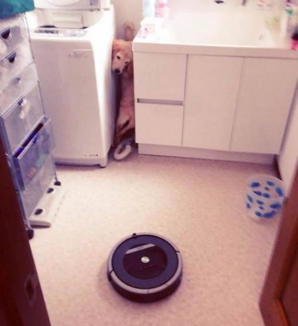 Najstrašnije što možete napraviti psu!