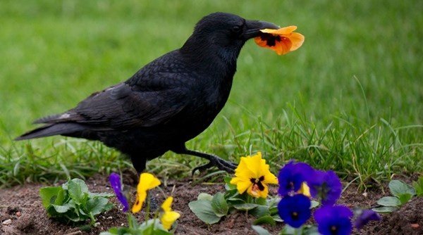 Gavran u berbi maćuhica