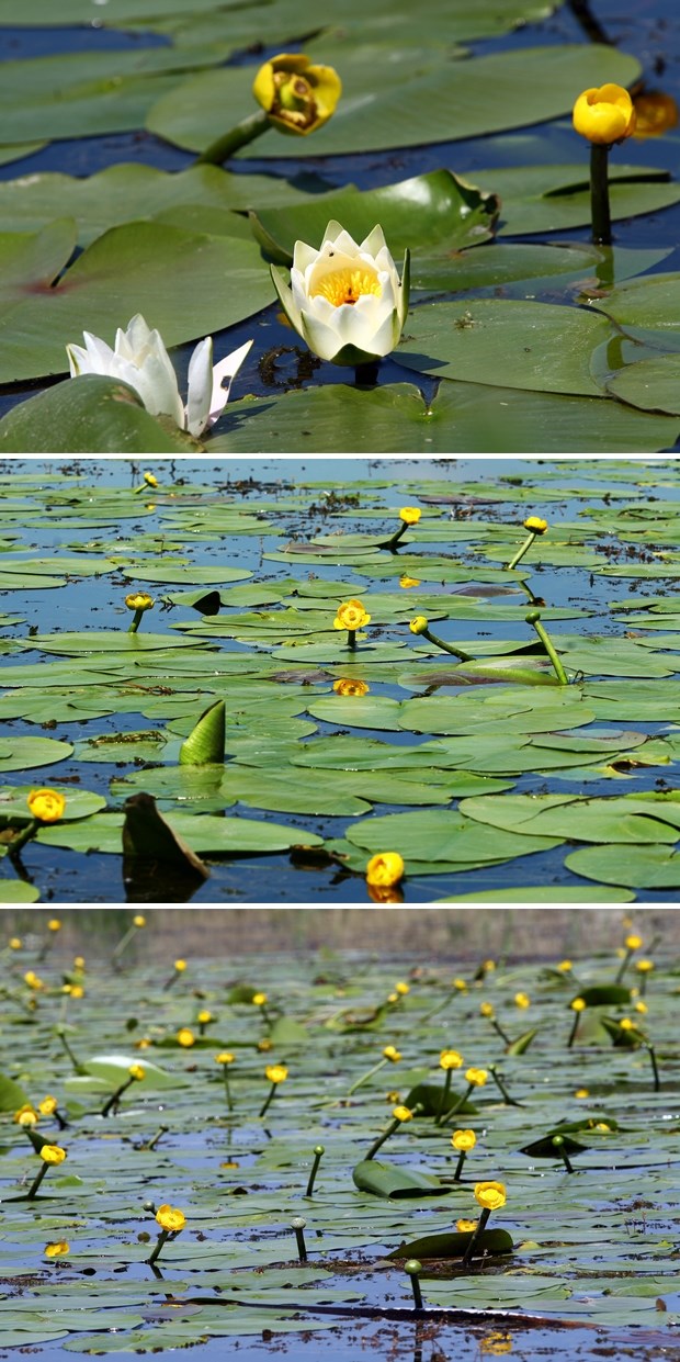 Procvali prekrasni lopoči