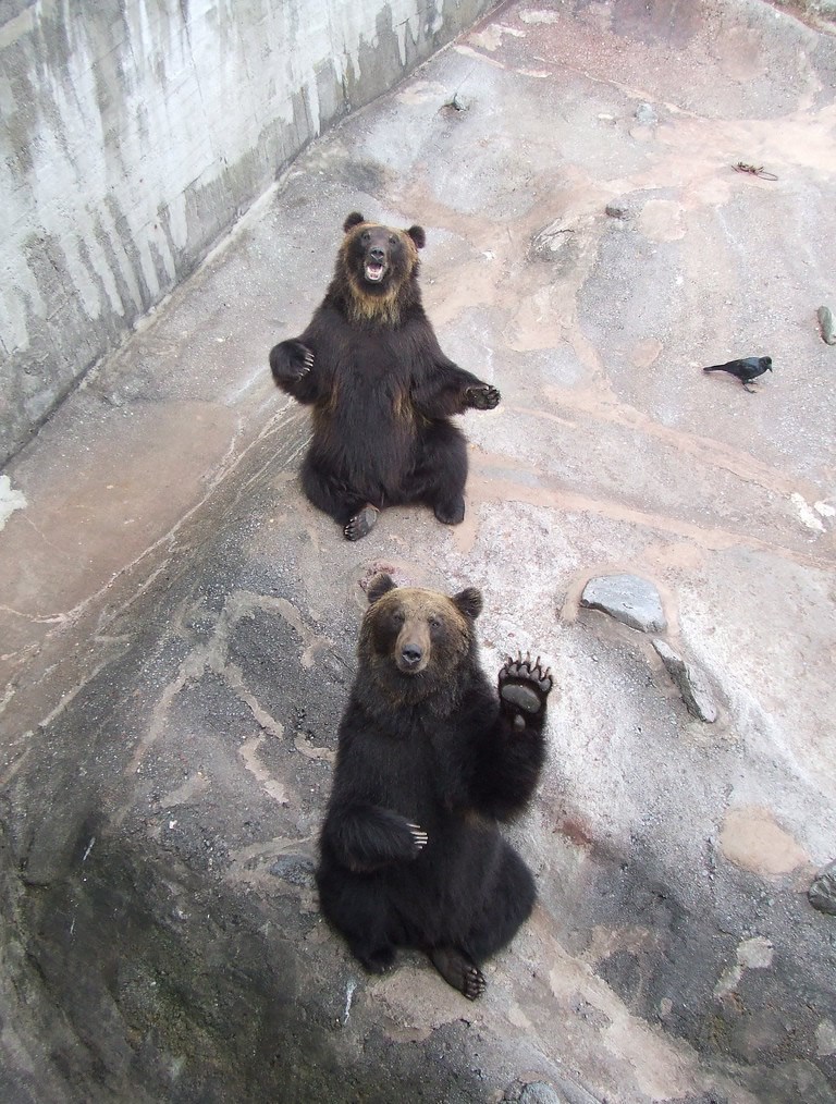 Zatočeni medvjedi naučili mahati posjetiteljima
