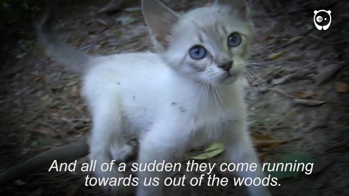 VIDEO: Išli su na izlet u park, a vratili se kući s predivnim mačićima