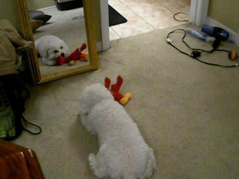 VIDEO: Ono kad ti je najbolji frend u ogledalu