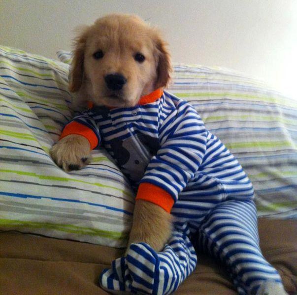 Spreman za priču za laku noć: Kad ti je pas "dijete"