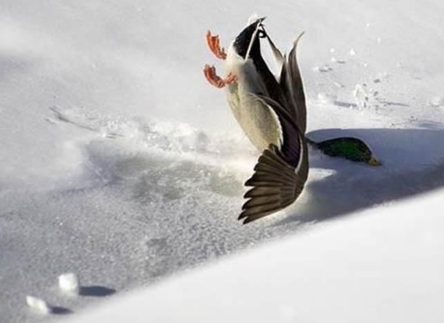 Ups, gadno slijetanje!