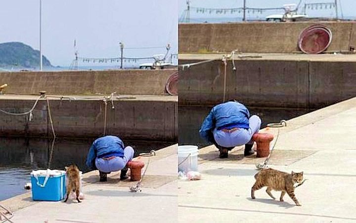 On peca, mačka masti brk!