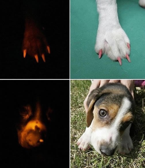 Klonirani pas iz Južne Koreje čak i svijetli u mraku