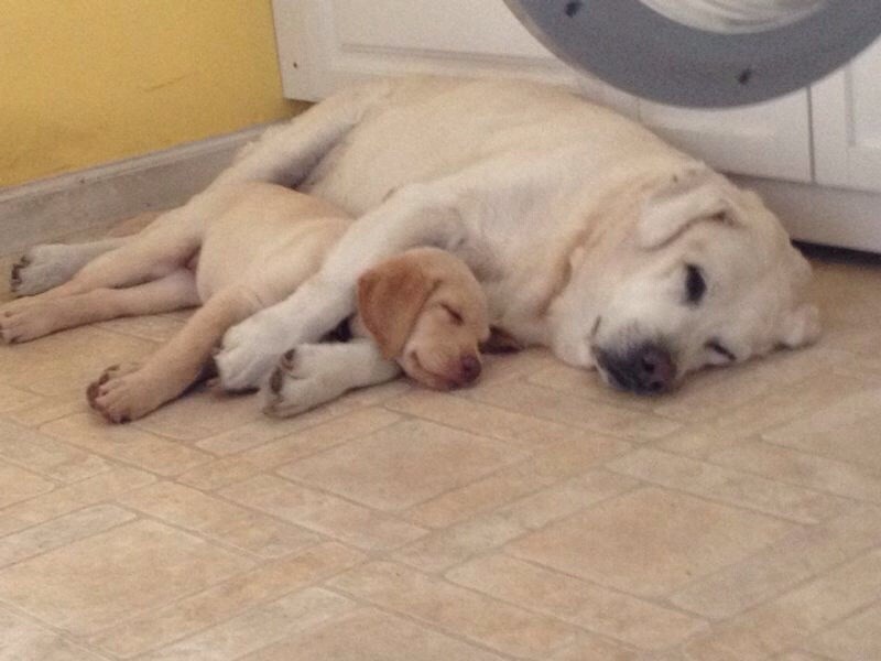 Misliš da životinje nemaju osjećaje? Jesi slijep?