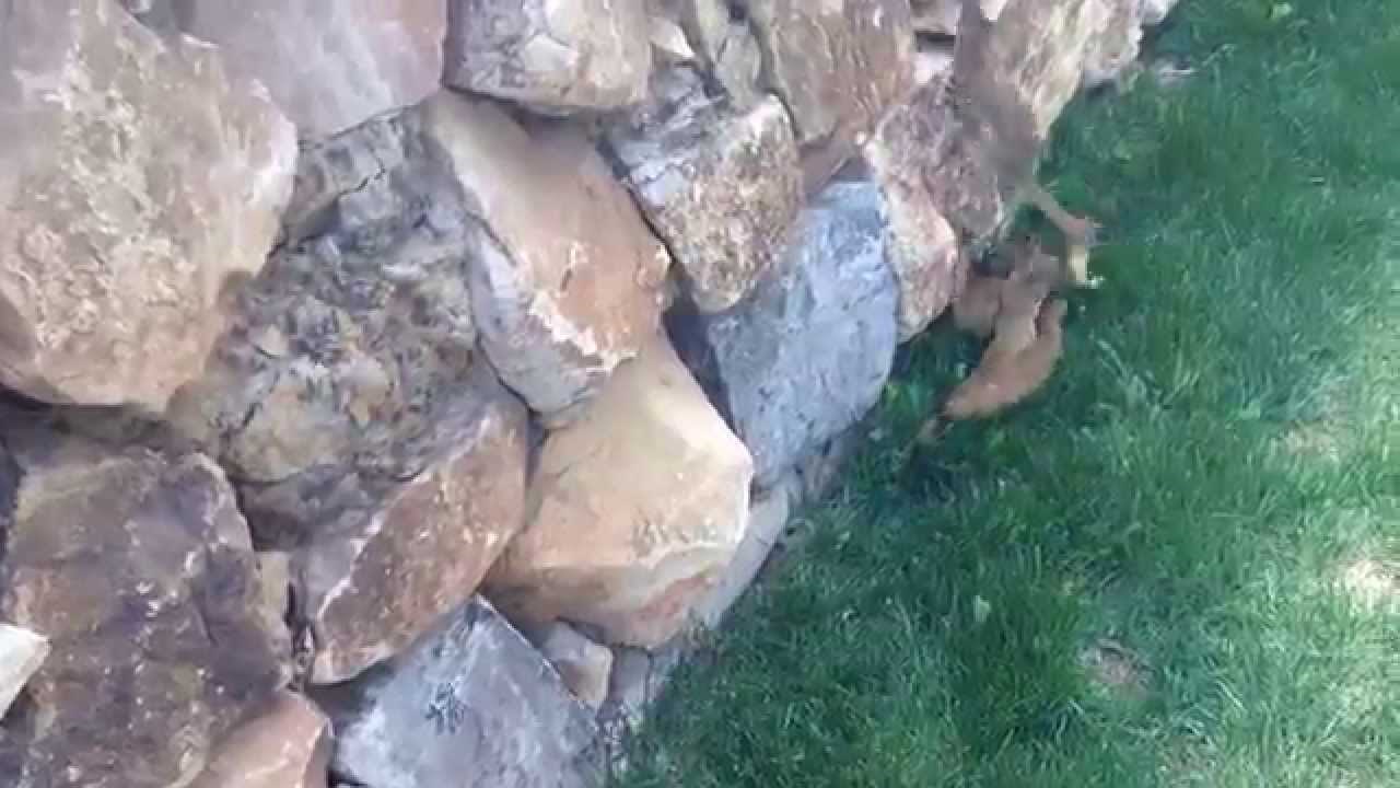 VIDEO: Mala škola nindža lasica