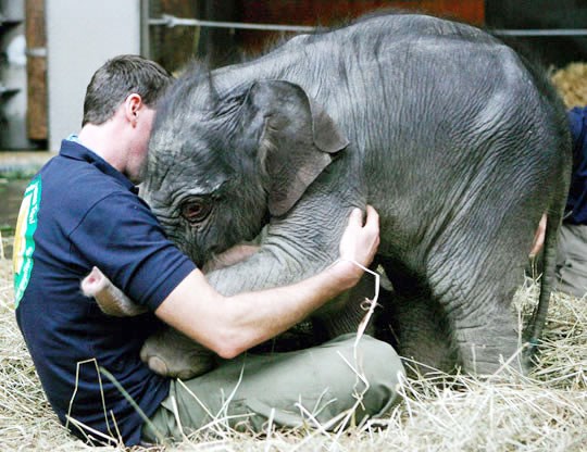 Beba slonić pozdravlja svog najdražeg čuvara
