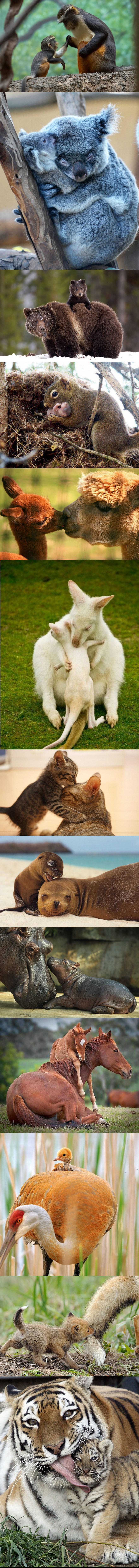 Preslatke fotografije životinja koje dokazuju da je majčinska ljubav najljepša vrsta ljubavi