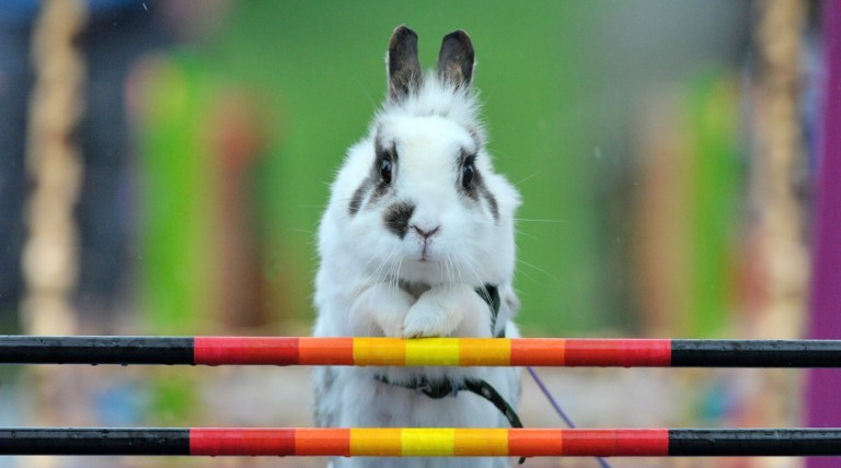 Preslatki zeko preskače prepone