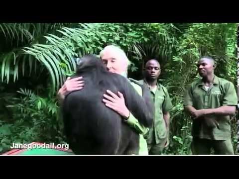 VIDEO: Čimpanza dirljivim zagrljajem zahvalio što ga puštaju na slobodu