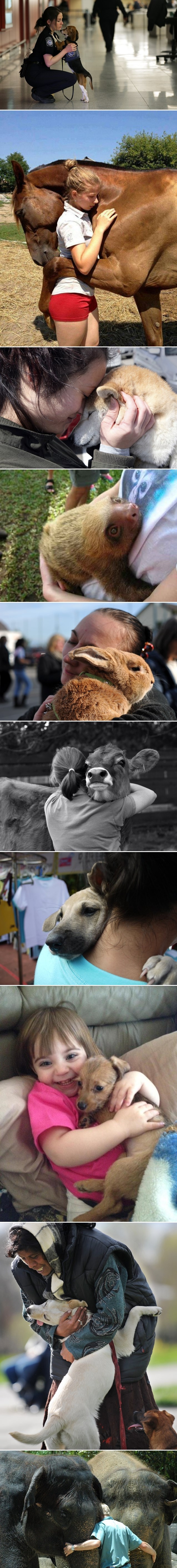 Životinjice koje samo žele zagrljaj