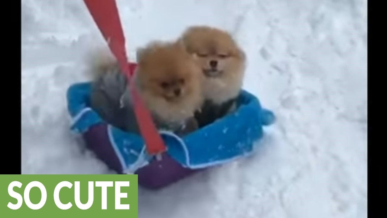 ZIMSKE RADOSTI Ova mala stvorenja jednostavno obožavaju snijeg!