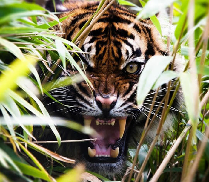 Eye of the tiger