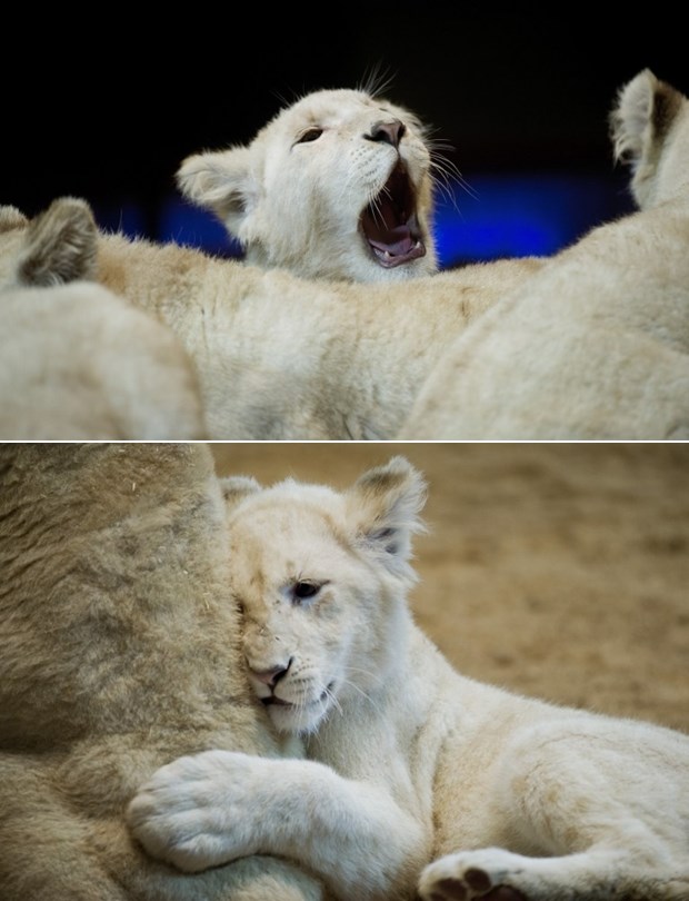 Zijeeeeev... mislim da mi se malo prispavalo...