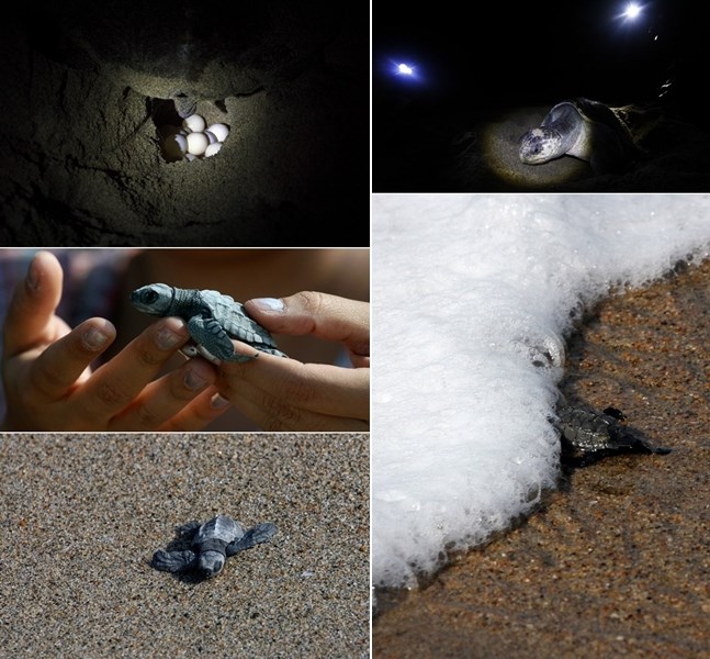 Malene kornjače stižu na svijet