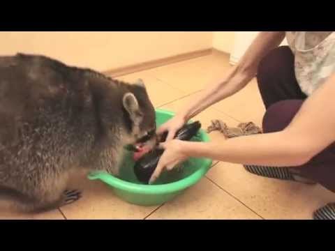 VIDEO: OCD čistunac. Na 0:37 umirete od smijeha