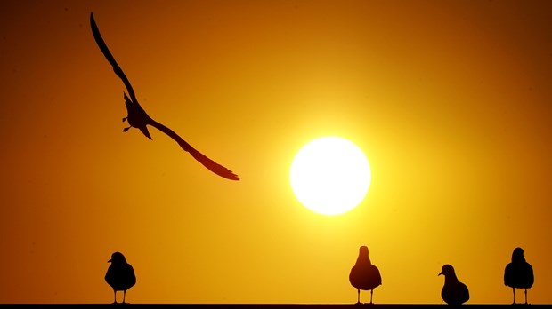 Galebovi lete u suton