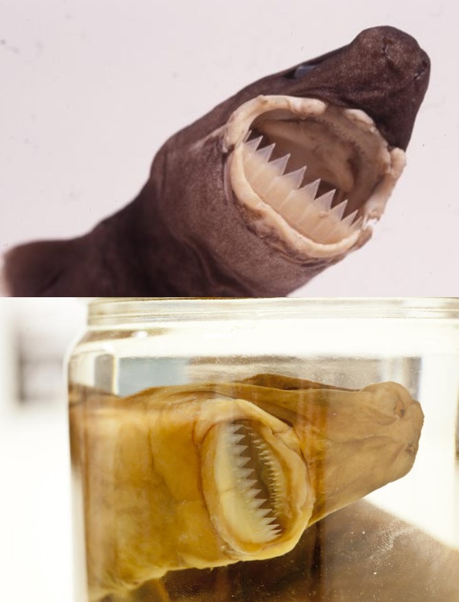 Ovo jede morske pse: Čudovišta postoje