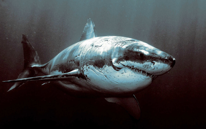Ponos evolucije predatora