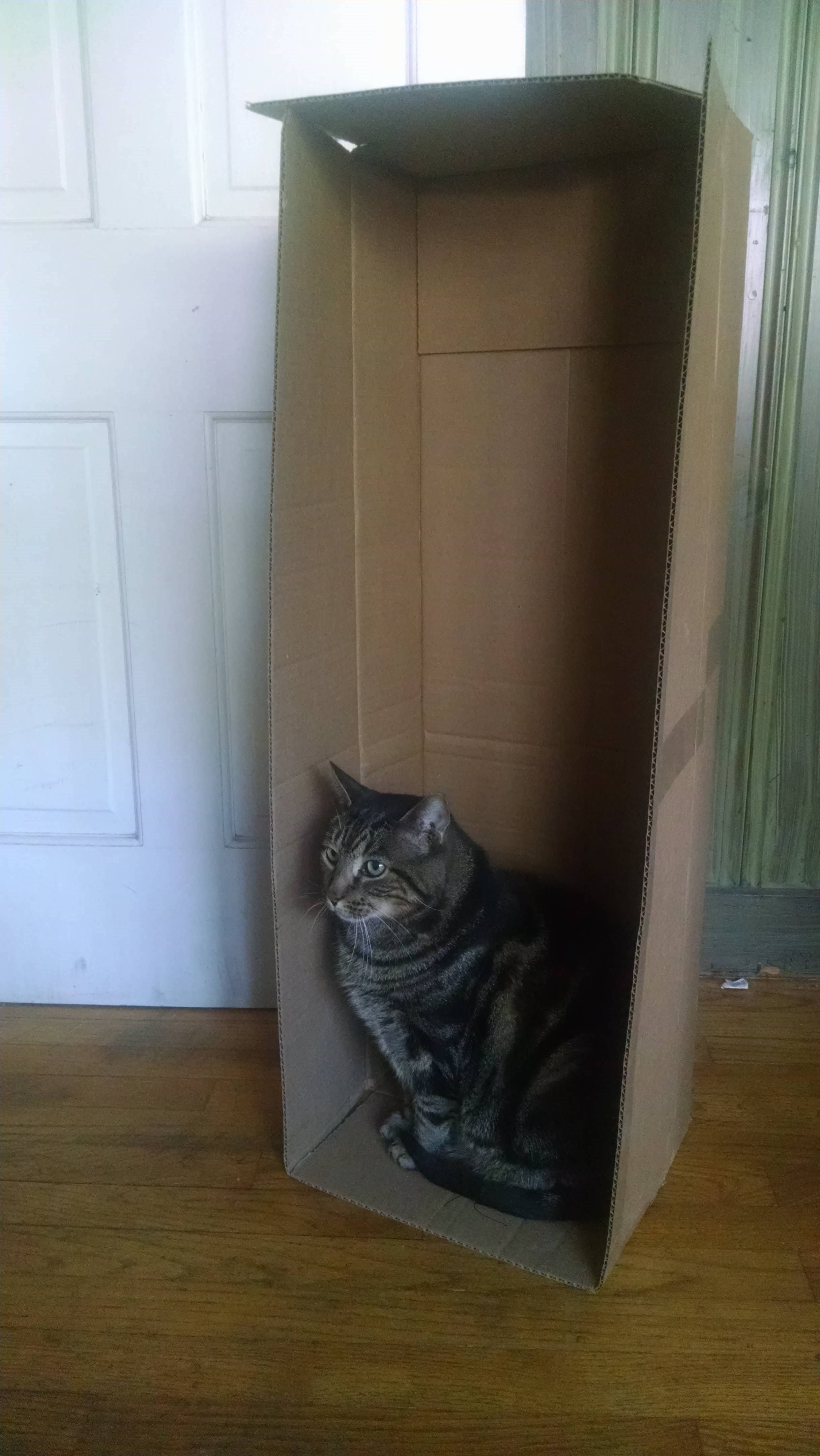 Mačka konačno našla kutiju u skladu s veličinom svog ega