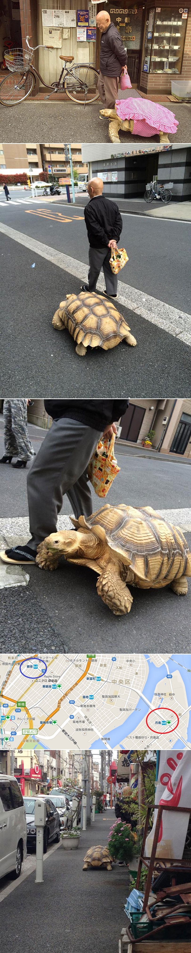 Galerija: Najstrpljiviji vlasnik ljubimca na svijetu, provjerite zašto!