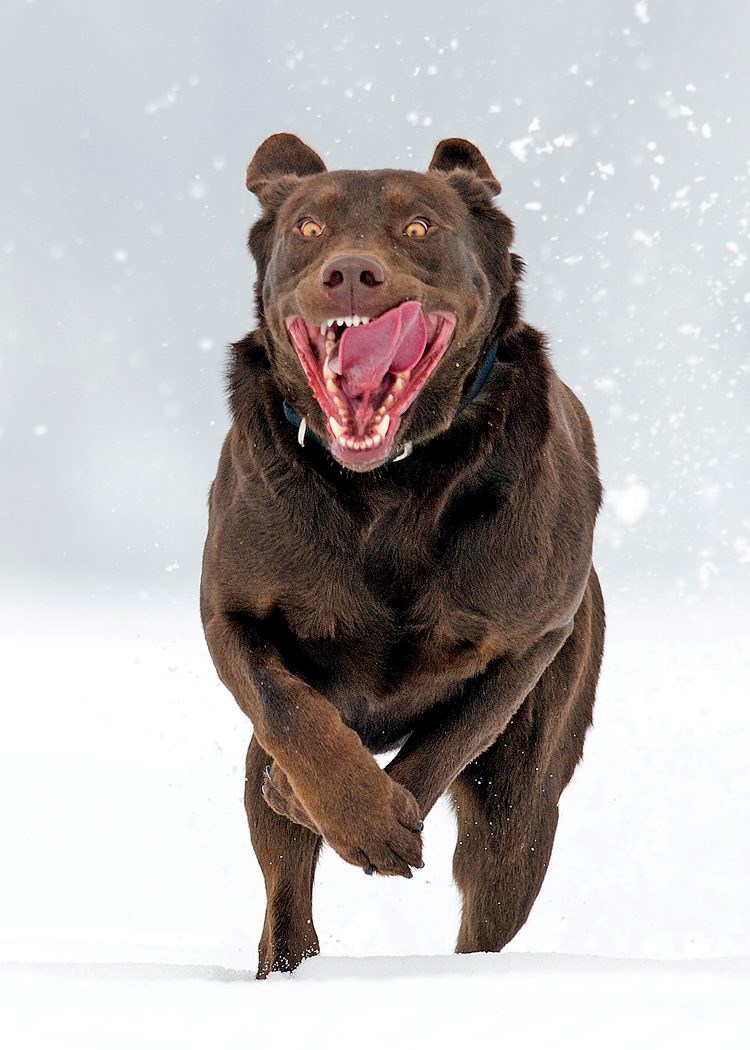 Kad pas nakon dugog ljeta konačno dočeka snijeg 
