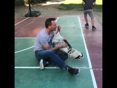 VIDEO Pas je bio ljubomoran kad je njegov vlasnik zagrlio drugu životinju