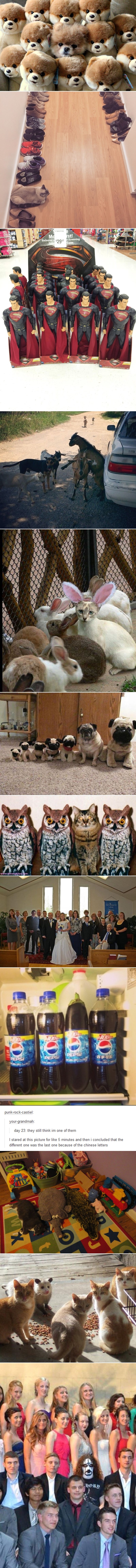 GALERIJA: Pronađi uljeza - majstori kamuflaže stopili se s okolinom