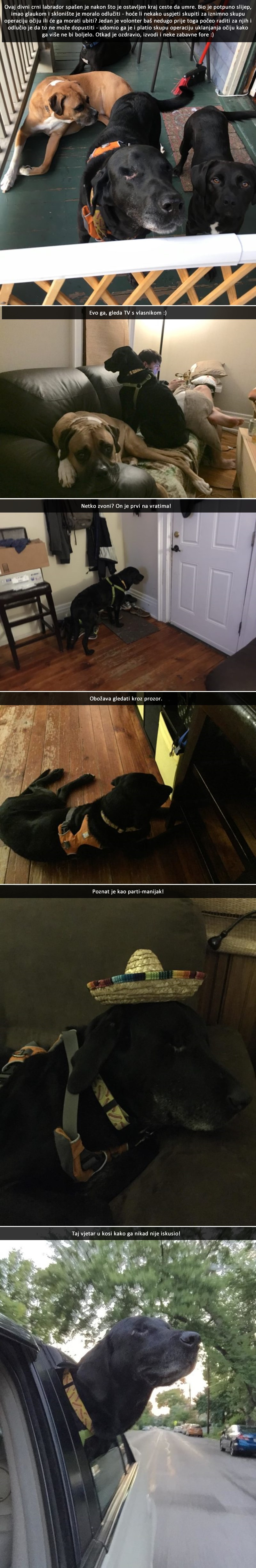 Ovaj je labrador zauvijek zatvorio oči, ali jedan mu je čovjek dao šansu za život