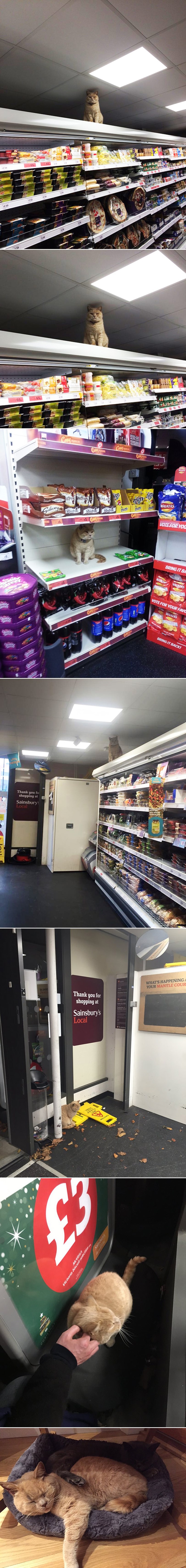 Prgavi mačak okupirao dućan, proglasio se jedinim pravim vlasnikom nekretnine!