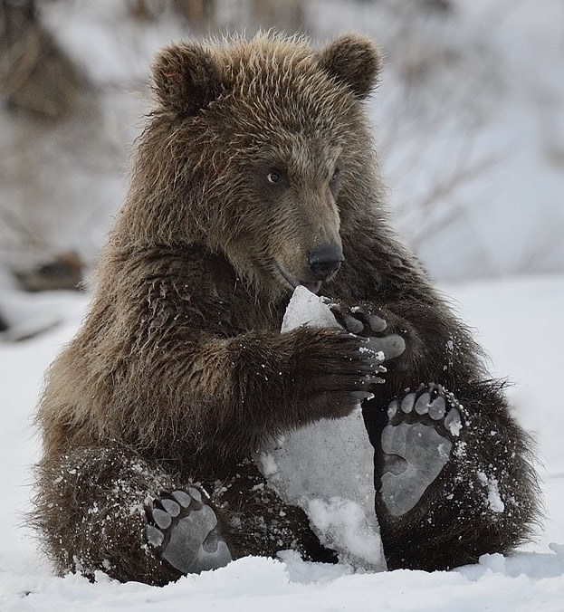 Simpa medonja ne želi na zimski san: On bi se još igrao!