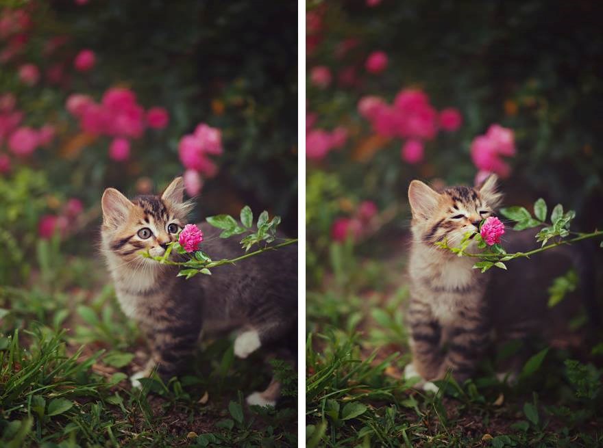 Životinje cijene prirodu bolje nego mi