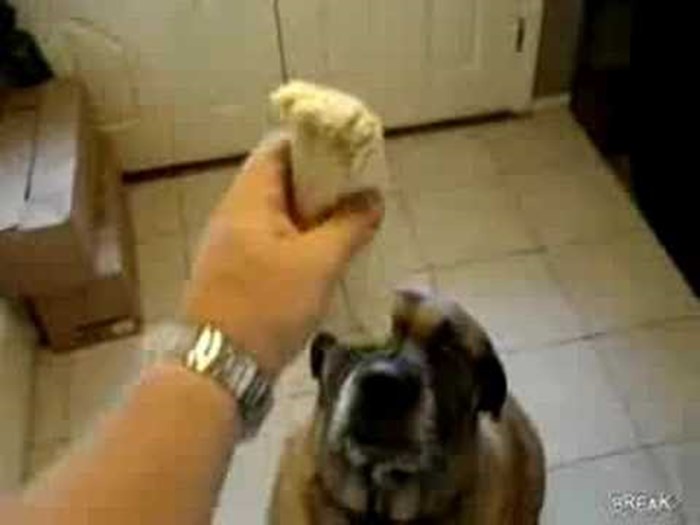 VIDEO: Ovaj pas pojede čitav burrito u 2 sekunde
