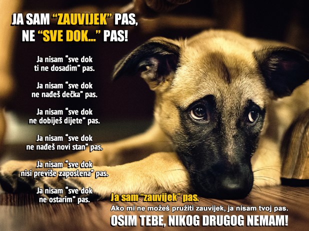 Ne bacajte ljubimce na ulicu poput smeća jer idete na more!