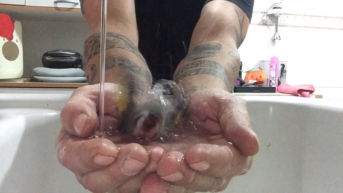 VIDEO: Ptičica se kupa u sigurnim rukama svog čovjeka